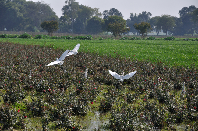 Birds outside Dhamma Kalyana