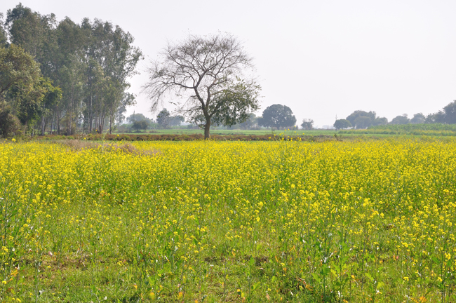 Natural Beauty Outside Dhamma Kalyana