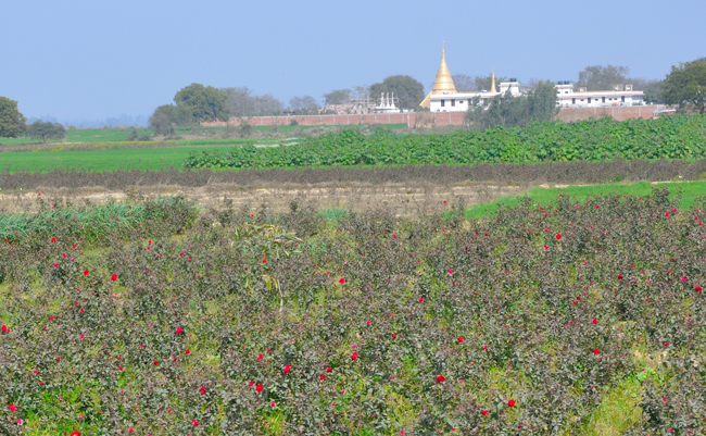 Valley of Flowers leading to Dhamma Kalyana
